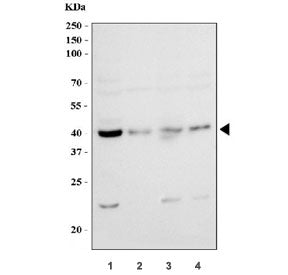 Western blot testing of 1) human MCF7, 2) human PC-3, 3) human A549 and 4) monkey COS-7 cell lysate 
