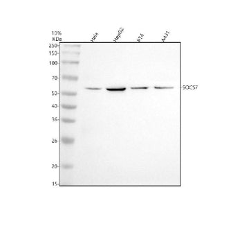 Western blot analysis of SOCS7 using anti-SOCS7 antibody. Lane 1: human Hela whole cell lysates, Lan
