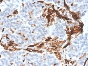 CD31 Antibody / PECAM-1