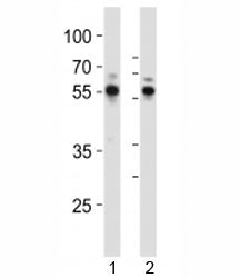 RUNX1 Antibody