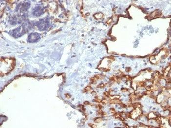 CD31 Antibody / PECAM-1