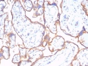 IHC staining of FFPE human placental tissue with recombinant CD59 antibody (clone rMACIF/7288). HIER