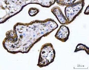 ANXA1 Antibody / Annexin A1
