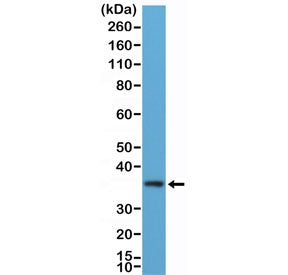 Western blot testing of human K562 cell lysate with recombinant MyD88 antibody at 1:100 dilution. Pr