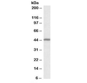 Western blot testing of human cerebellum lysate with GPR17 antibody at 0.1ug/ml. Predicted molecular