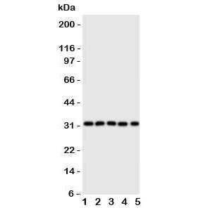 Western blot testing of Aquaporin 9 antibody and Lane 1: mouse liver; 2: (m) lung; 3: (m) spleen; 4: