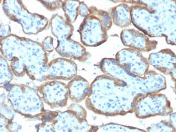 IHC testing of FFPE human placenta with TIMP2 antibody (clone TIMP2/2044). Required HIER: requires b