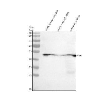 Western blot analysis of Yb-1 protein using Zebrafish Yb-1 antibody and 1) whole female zebrafish, 2