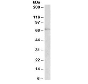 DBH Antibody / Dopamine beta-hydroxylase