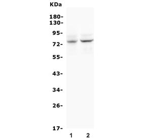 Western blot testing of 1) rat heart and 2) mouse heart lysate with BMAL1 antibody. Predicted molecu