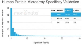 Analysis of HuProt(TM) microarray containing more than 19,000 full-length human proteins using RRM1 