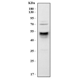 Western blot testing of mouse RAW264.7 cell lysate with Cd14 antibody. Predicted molecular weight: 4