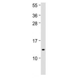Western blot testing of IFI27 antibody at 1:500 + human spleen lysate. Predicted molecular weight ~1