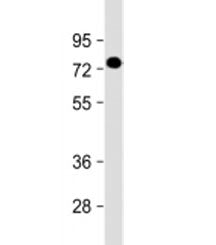 PGLYRP2 Antibody / N-acetylmuramoyl-L-alanine amidase