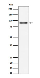 Western blot analysis of ACAP2 expression in 293 cell lysate using ACAP2 antibody.