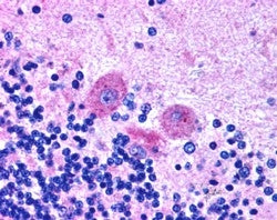SNX26 Antibody