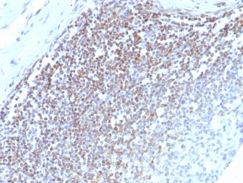 E2F4 Antibody