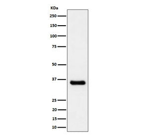Western blot testing of human A431 cell lysate with CCNH antibody. Predicted molecular weight ~38 kD