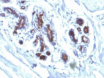Milk Fat Globule Antibody (MFG-E8, Lactadherin)