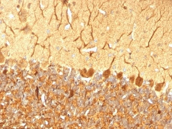 IHC: Formalin-fixed, paraffin-embedded rat cerebellum stained with anti-PGP9.5 antibody (clone SPM57