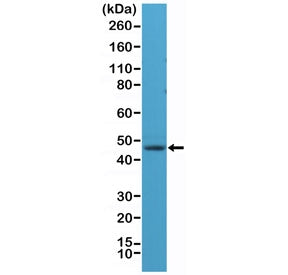 Western blot testing of human brain lysate with recombinant NeuN antibody at 1:1000 dilution. Expect