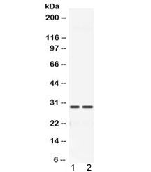 CA3 Antibody / Carbonic Anhydrase III