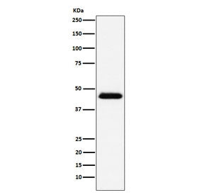 Western blot testing of human Raji cell lysate with CD48 antibody. Predicted molecular weight: 28-50