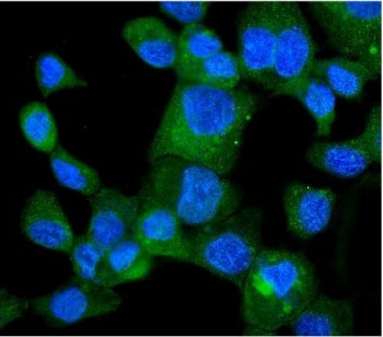 Immunofluorescent staining of FFPE human A431 cells with HINT1 antibody (green) and DAPI nuclear sta