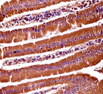 IHC testing of FFPE mouse duodenum tissue with OXSR1 antibody. HIER: steam section in pH6 citrate bu
