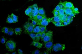 Immunofluorescent staining of FFPE human HepG2 cells with PEPCK2 antibody (green) and DAPI nuclear s