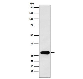 Western blot testing with Securin antibody. Predicted molecular weight ~22 kDa, can be observed at 2