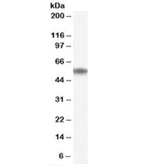 Western blot testing of human bone marrow lysate with NAC1 antibody at 0.5ug/ml. Predicted molecular