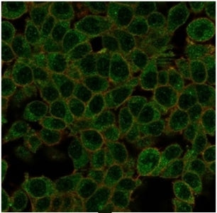 Immunofluorescent staining of PFA-fixed human HeLa cells using ID1 antibody (green, clone PCRP-ID1-2