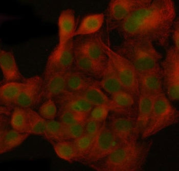 NUP155 Antibody / Nucleoporin 155