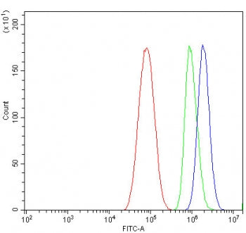CRYAA Antibody / Alpha A Crystallin