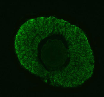 Immunofluorescent staining of Dgcr8 protein using Zebrafish Dgcr8 antibody (green) and zebrafish emb