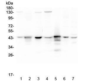 Western blot testing of human 1) HeLa, 2) placenta, 3) A549, 4) MCF7, 5) U-937, 6) U-2 OS and 7) Cac