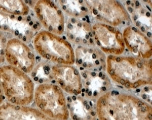 IHC testing of FFPE human kidney with RNF34 antibody at 4ug/ml. HIER: steamed with pH9 Tris/EDTA buf