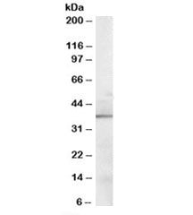 Western blot testing of mouse kidney lysate with Sorbitol Dehydrogenase antibody at 0.1ug/ml. Predic