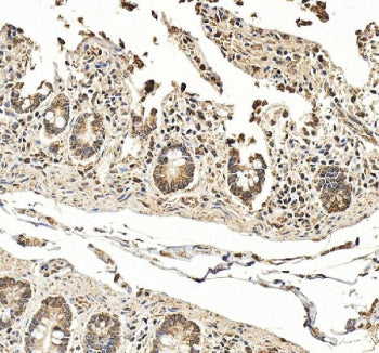 IHC staining of FFPE human small intestine tissue with Hephaestin antibody, HRP-secondary and DAB su