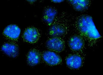 CISD2 Antibody / NAF-1