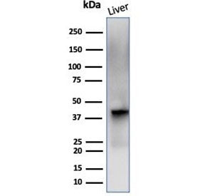 Western blot testing of human liver tissue lysate with Glutamine Synthetase antibody (clone GLUL/660