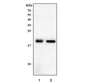 Hbegf Antibody / Dt-r