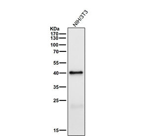 Mouse NIH 3T3 cell lysate tested with the Phospho-PRAS40 (Thr246) antibody at 1:1000 dilution for 1 