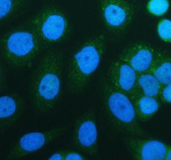 SIRT3 Antibody, 100ug