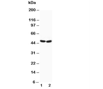 Western blot testing of FOXP3 antibody and Lane 1: HeLa; 2: SGC cell lysate