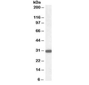 NQO1 Antibody