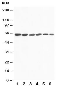 Western blot testing of FMO4 antibody and Lane 1: rat liver; 2: mouse liver; 3: human SMMC-7721; 4: 