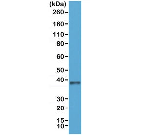 Western blot of human 293 cell lysate using recombinant JAM-A antibody at 1:250. Observed molecular 