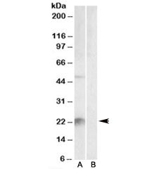Western blot testing of mouse liver lysate with Kallikrein 6 antibody at 2ug/ml with [B] and without